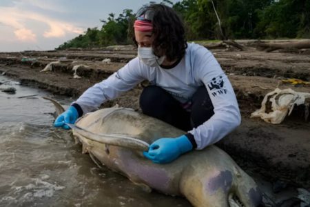 Durante a seca de 2023, encontrou-se centenas de botos mortos - Metrópoles