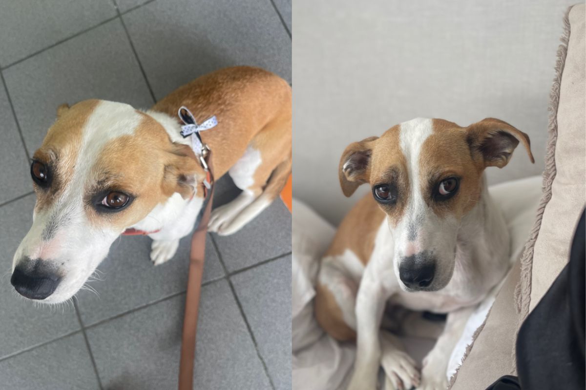 Montagem de duas imagens coloridas da cachorra Aurora sentada no chão