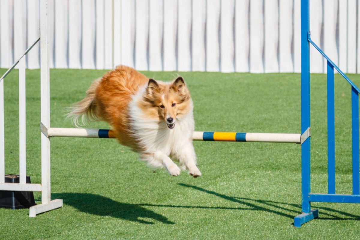 Imagem colorida de cachorro praticando agility