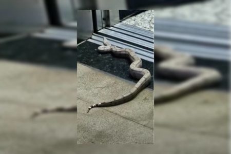 Jiboia encontrada na 307 Norte