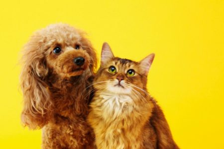 Imagem colorida de cão e gato juntos
