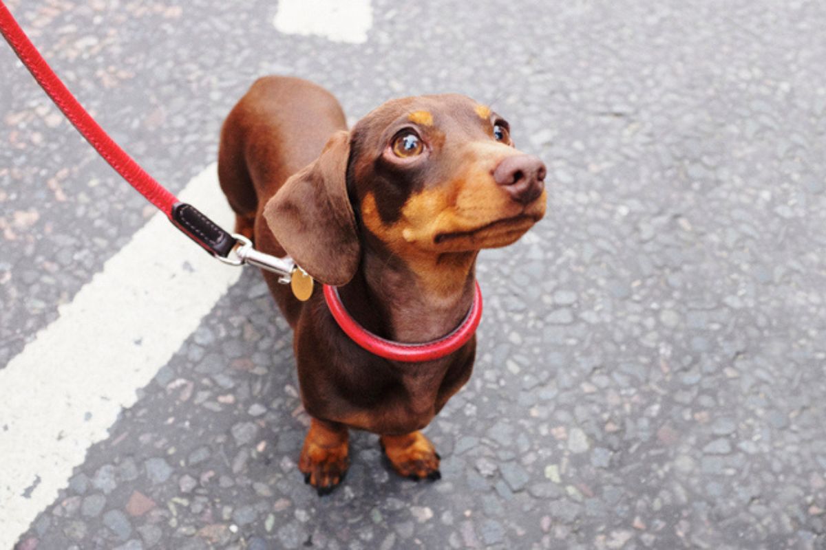 Imagem colorida de cachorro salsicha em pé olhando para cima