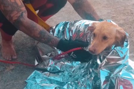 Bombeiros resgatam cachorro caramelo em São Vicente - Metrópoles