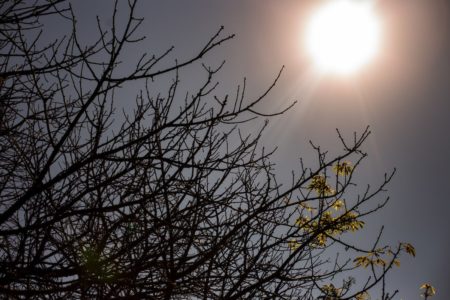 Foto colorida de vegetação seca e sol escaldante