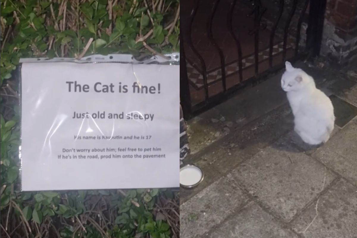 Montagem de duas imagens coloridas de gato branco e placa de aviso