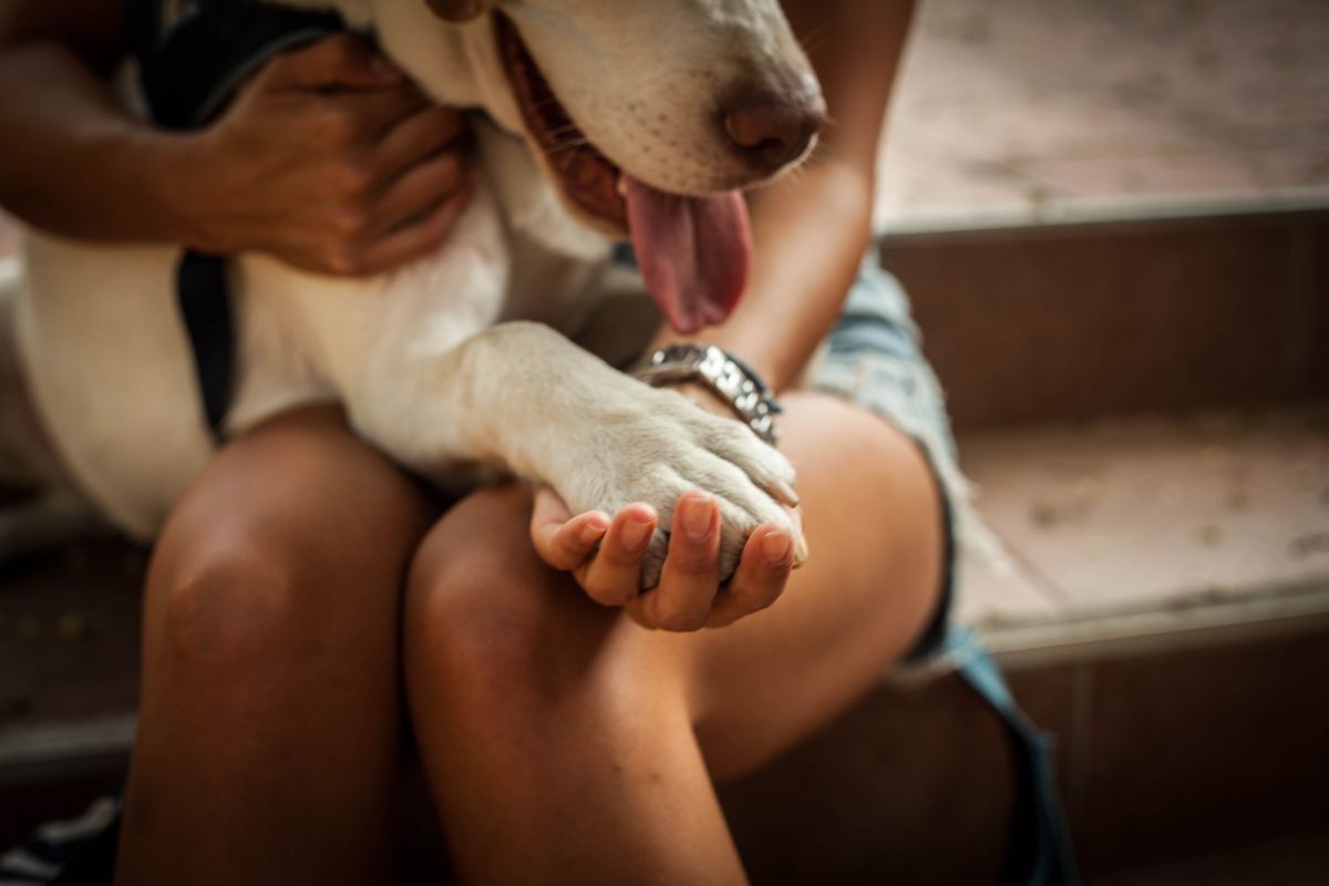 pessoa segurando a pata de um cachorro