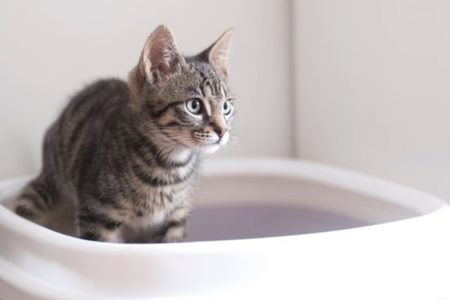 Caso Thor: veterinário explica porque os gatos arranham - Metrópoles