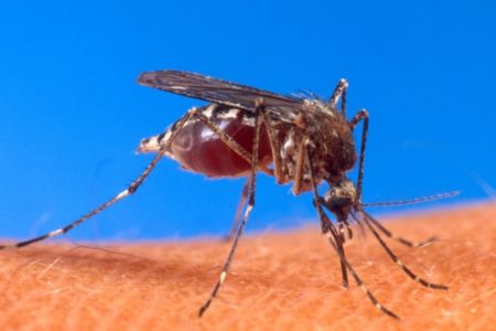 Mosquito - Metrópoles