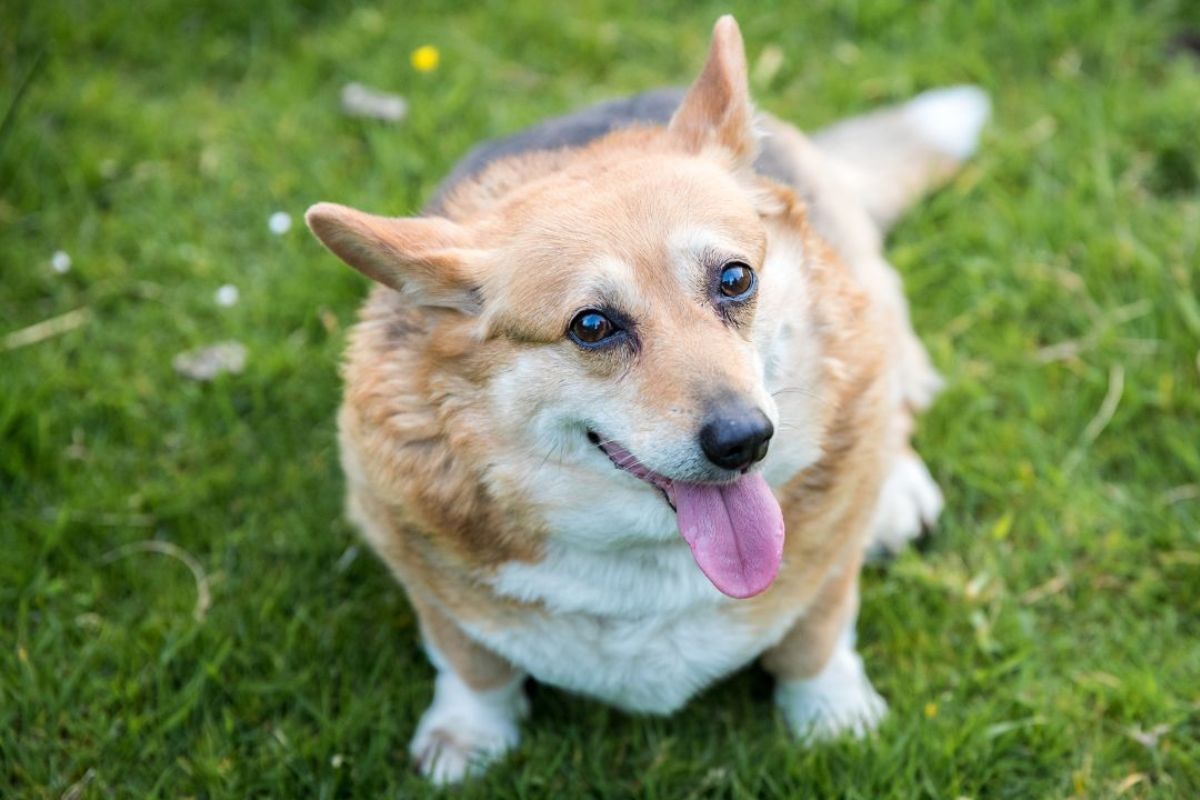 Cachorro Obeso
