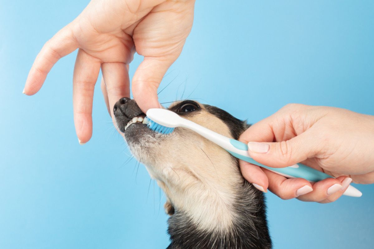 Imagem colorida de pessoa tentando escovar os dentes de um cachorro