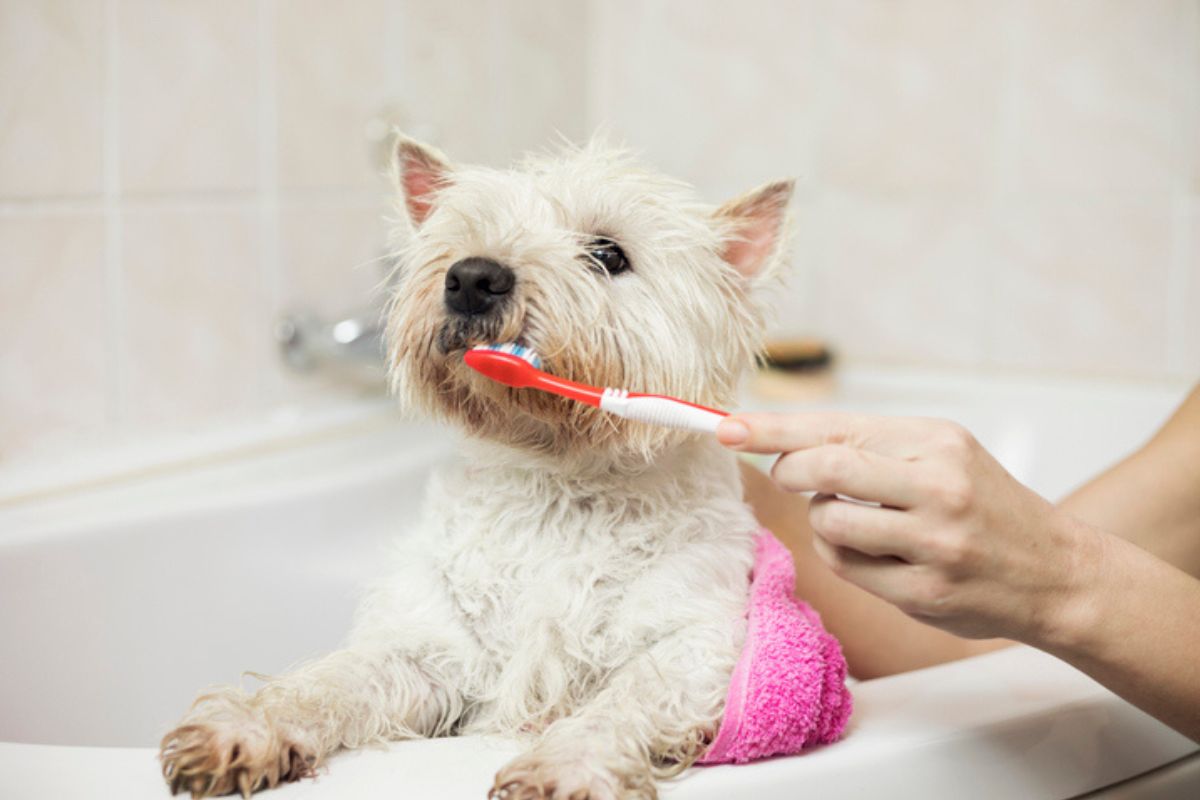 Imagem colorida de cachorro escovando os dentes