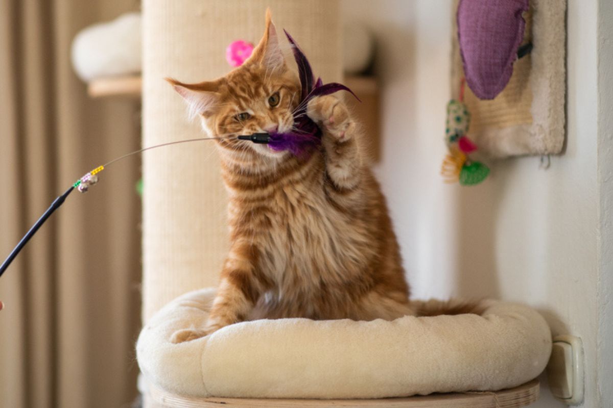Imagem colorida de gato brincando com varinha de penas