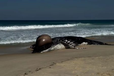 Imagem colorida de baleia-jubarte morta em praia no RJ - Metrópoles