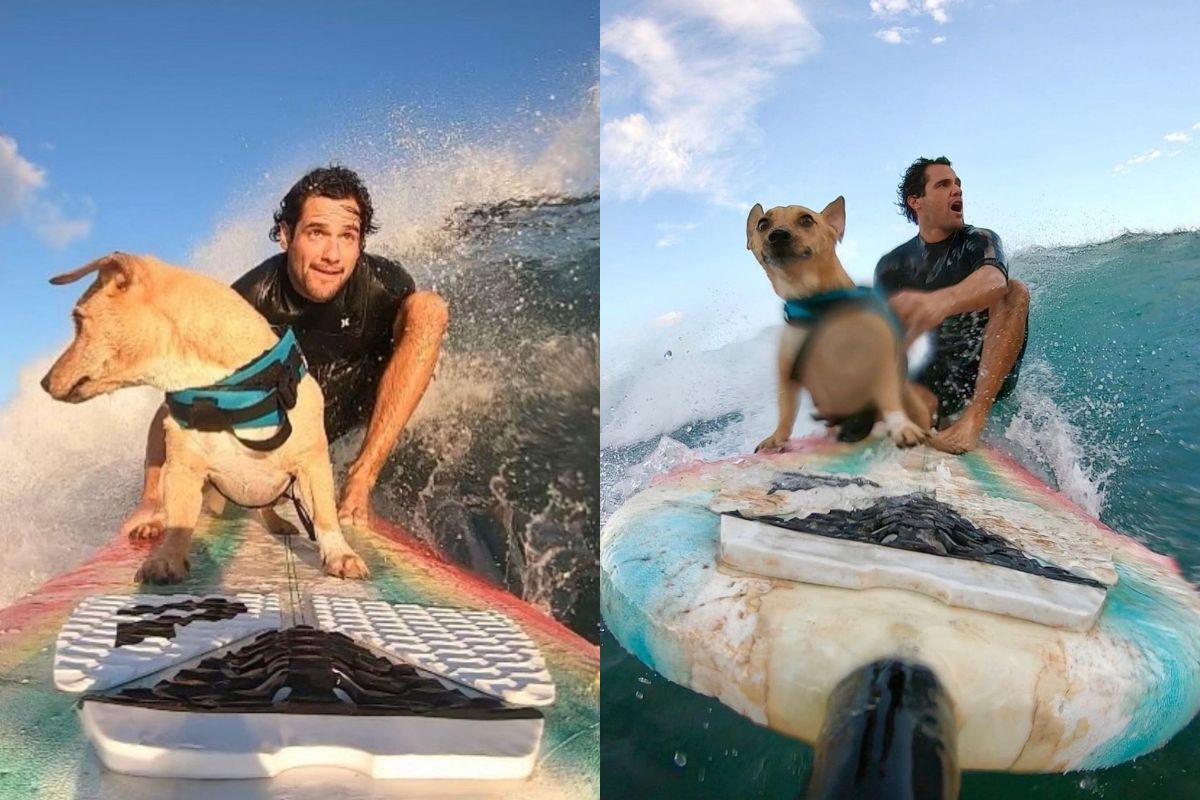 Montagem de duas imagens coloridas de cachorro vira-lata surfando com o tutor