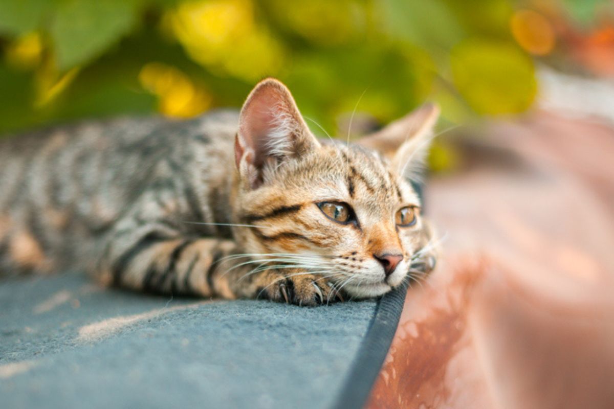 Imagem colorida de gato olhando para algum lugar com cara de tristeza