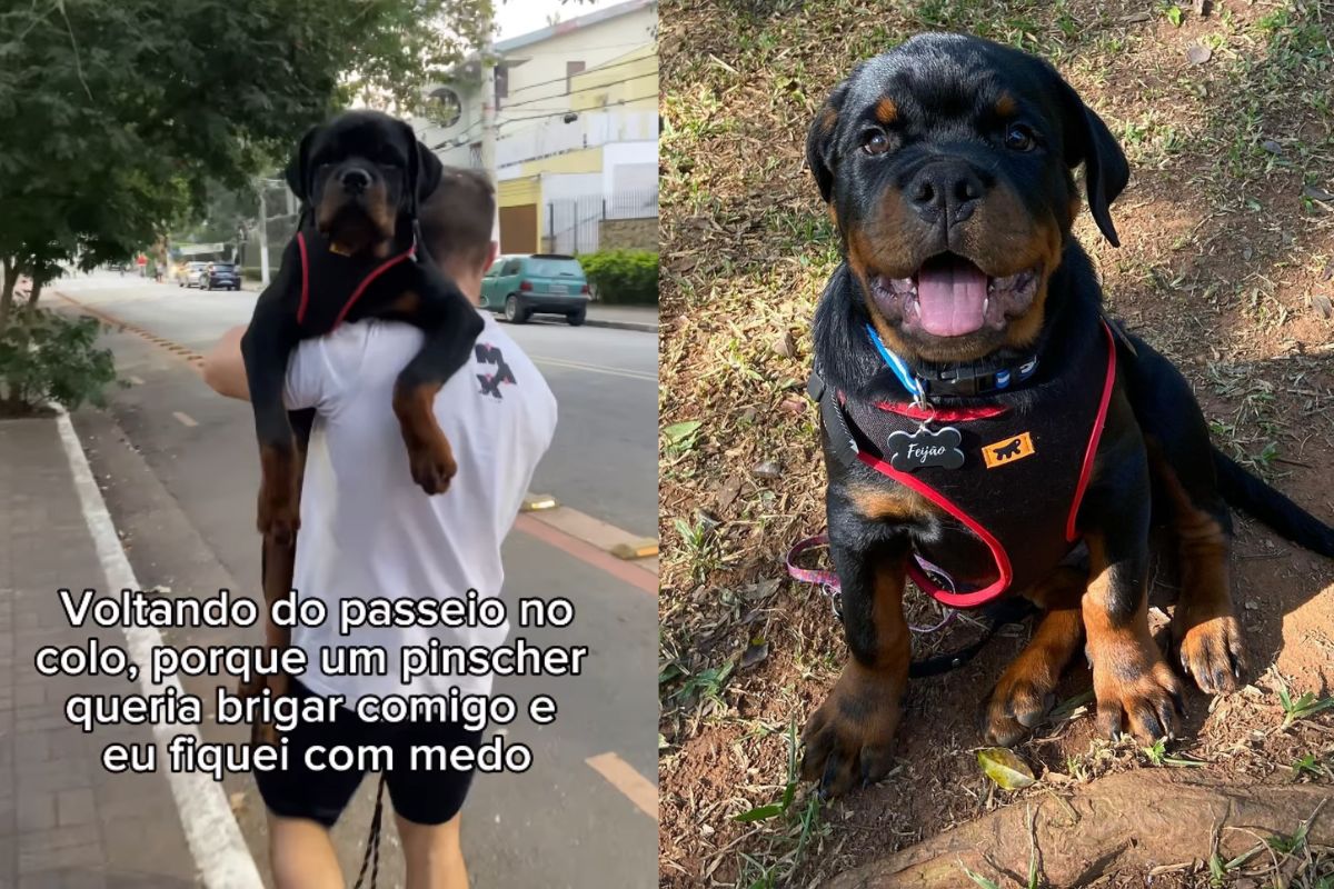 Rottweiler com medo de pinscher corre para colo do tutor em passeio
