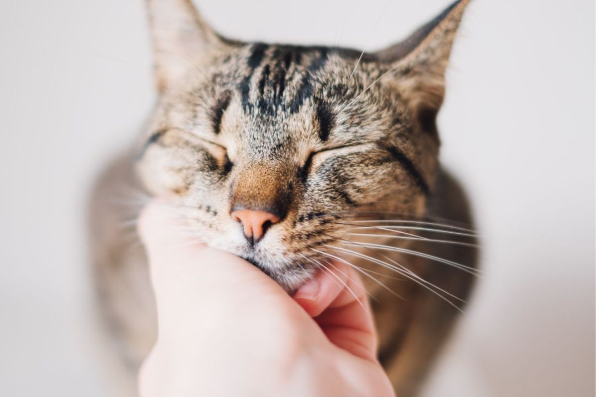 Imagem colorida de gato recebendo carinho