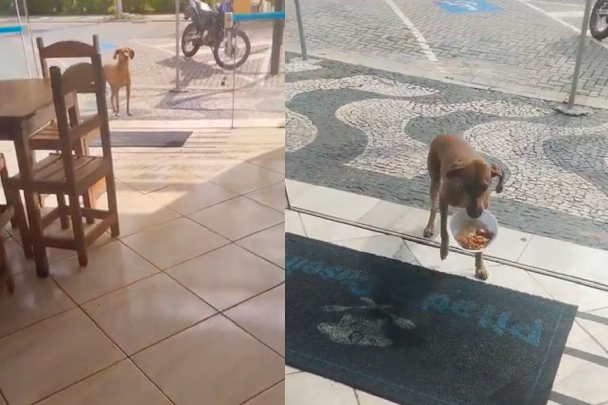 Vira-lata busca por marmita todos os dias em porta de restaurante