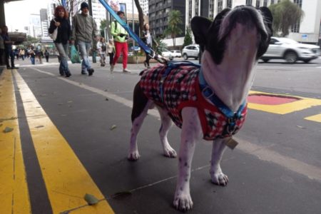 Imagem mostra cachorro em dia frio em São Paulo - Metrópoles