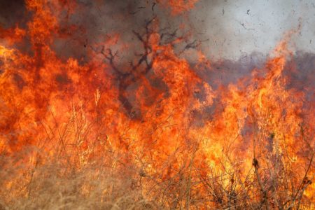 Incêndio no cerrado próximo à Fundação Oswaldo Cruz, UnB, na L3 Norte. Bombeiros e brigadistas do Brasília Ambiental e controlaram o fogo incêndio época de seca Metrópoles