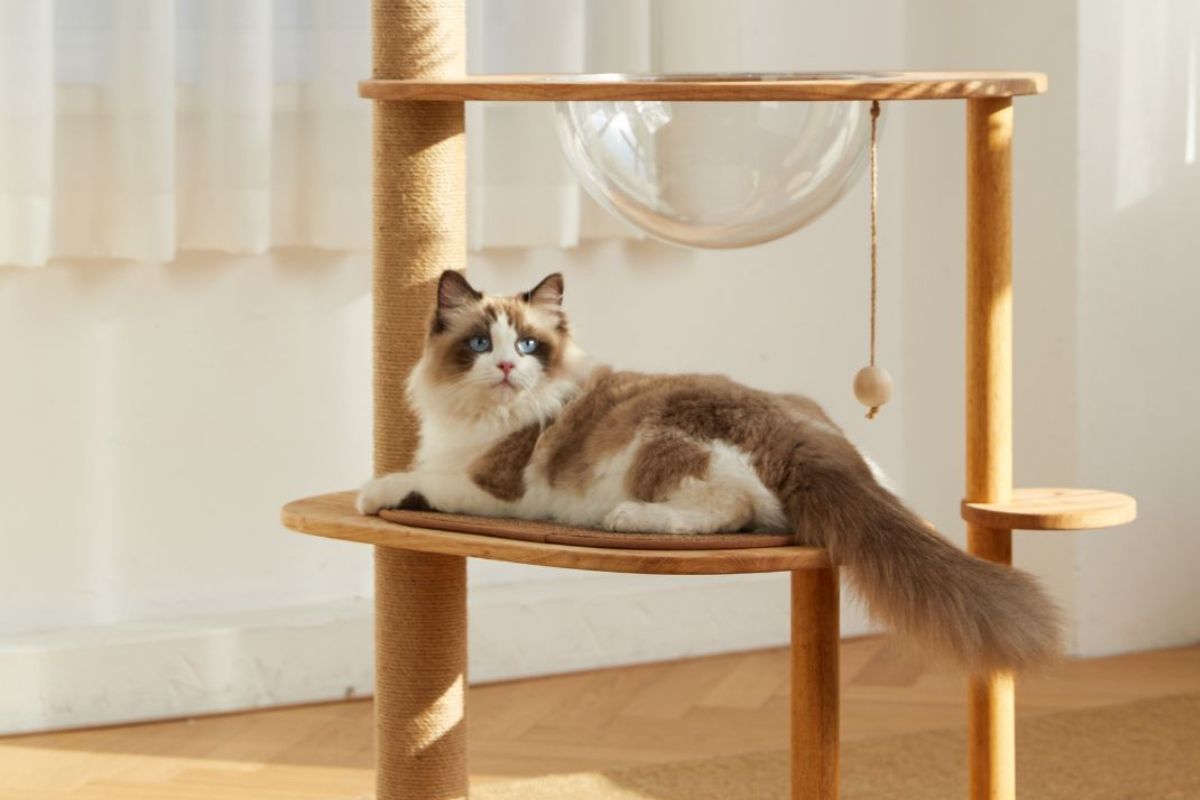 gato