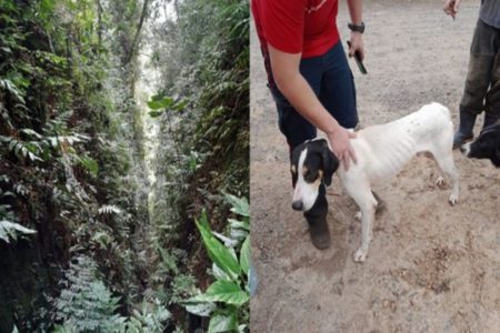Cachorro recebendo carinho - Metrópoles