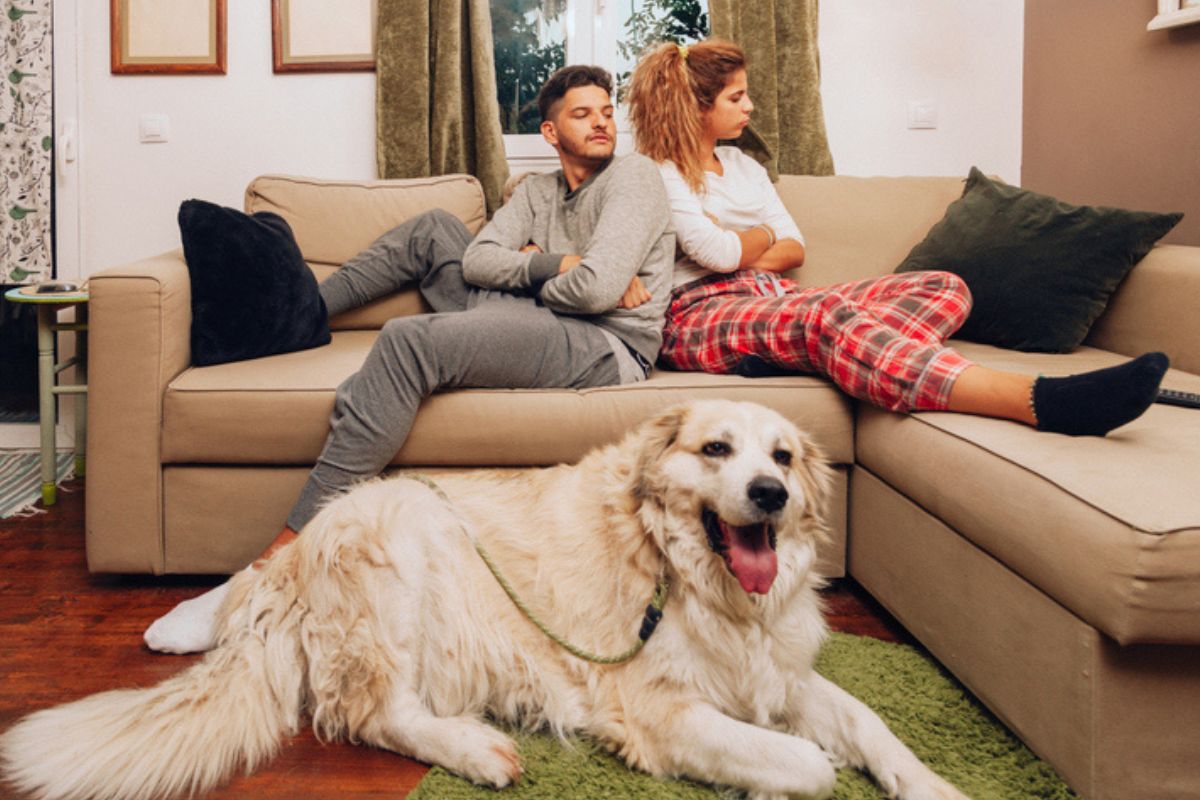 Imagem colorida de tutores com o pet