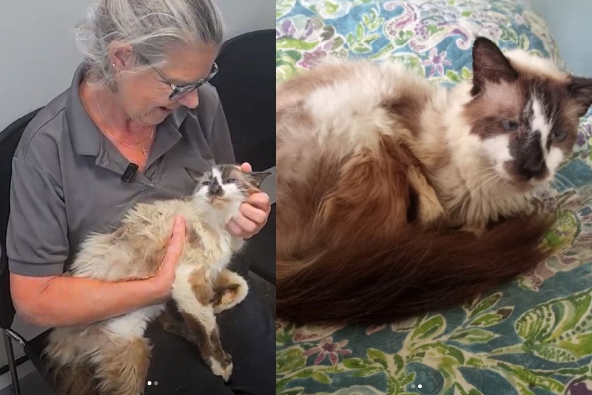 Montagem de duas imagens coloridas de idosa com gato desaparecido