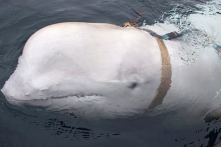Foto colorida de Hvaldimir, a baleia beluga - Metrópoles