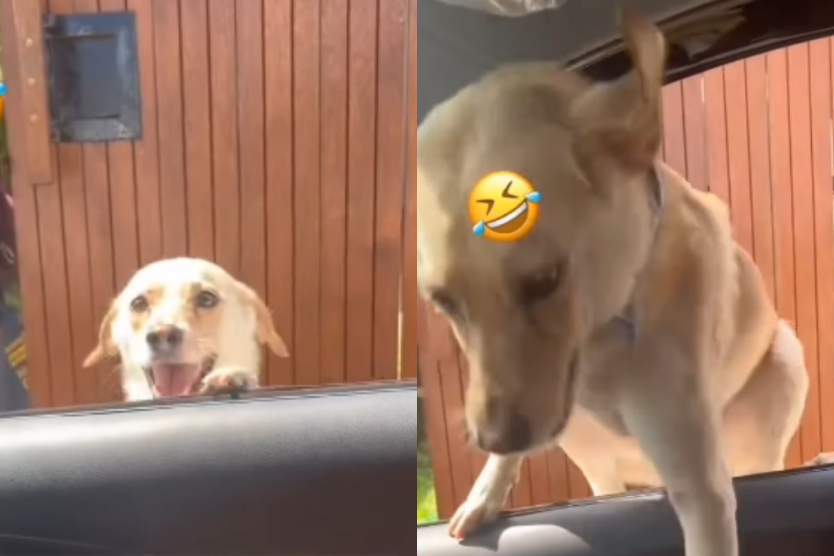 Foto colorida de um cachorro de pelagem marrom claro - Metrópoles