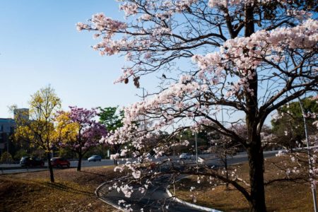 Foto colorida de ipês-brancos floridos em paisagem de brasília df