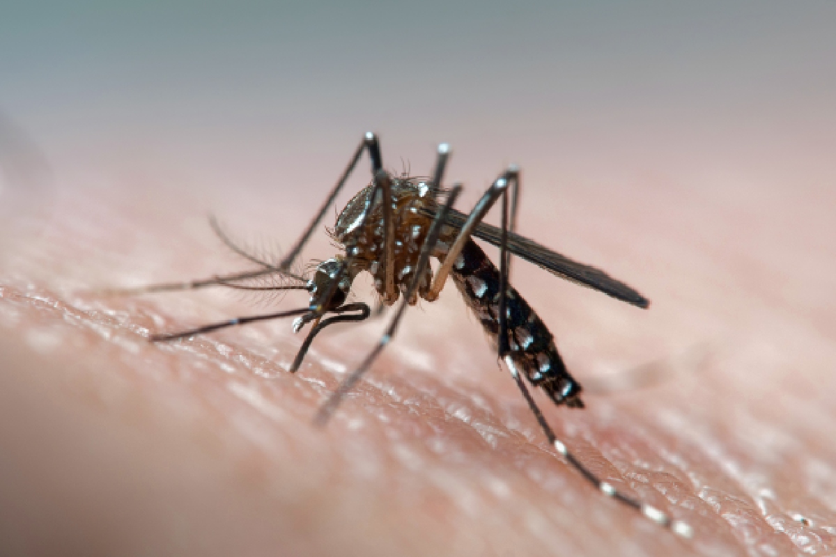 Imagem colorida mostra mosquito da dengue