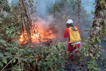 Na terça-feira, um homem de 50 anos foi detido após atear fogo em uma área de mata. Esta é a 12ª prisão por incêndio no estado de São Paulo - Metrópoles