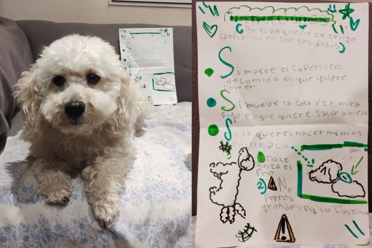 Montagem de duas imagens coloridas de cachorro da raça poodle