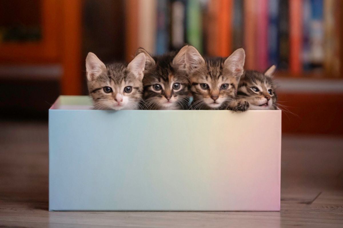 Imagem colorida de quatro gatos filhotes dentro de uma caixa