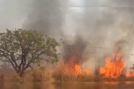 Incêndio volta a atingir a área da Flona nesta quinta-feira