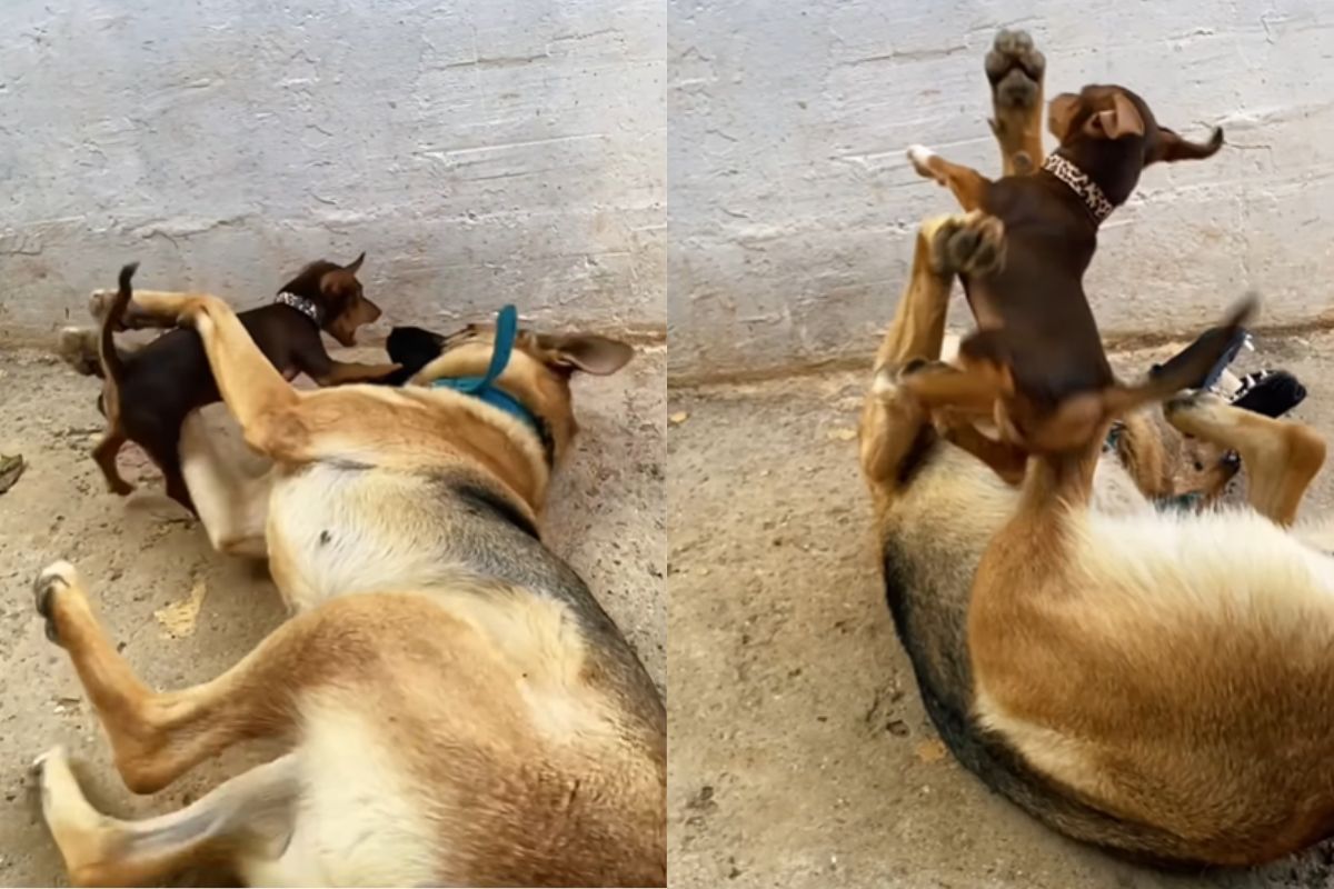 Montagem de duas imagens coloridas de cadela brincando com pinscher