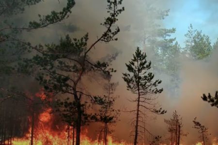 Após fechamento de 81 parques florestais, Governo de São Paulo contrata serviços para monitorar e combater incêndios com aeronaves - Metrópoles
