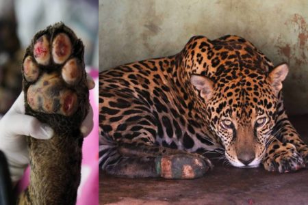 imagem colorida de onça ferida no pantanal, vítima de incêndio