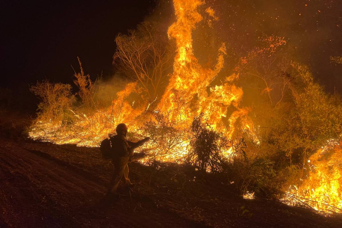 imagem colorida de animais atingidos pelos incêndios no pantanal, operação pantanal, no mato grosso do sul
