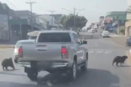 Imagem colorida de momento em que motorista em caminhonete quase atropela capivaras - Metrópoles