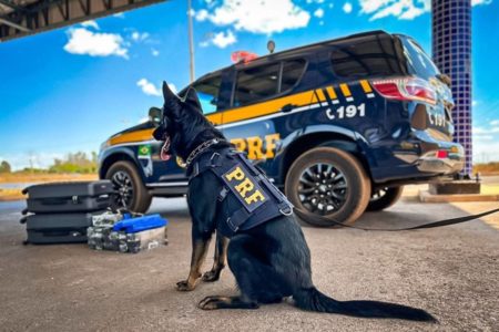 cão policial e viatura da prf