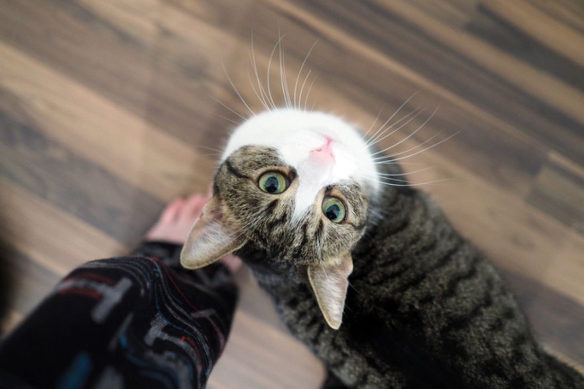 Imagem colorida de gato olhando para cima, observando o dono