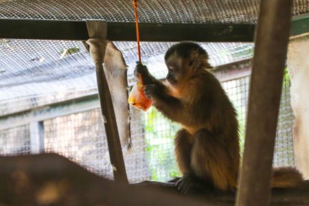 imagem colorida mostra macaco segurando picolé de frutas
