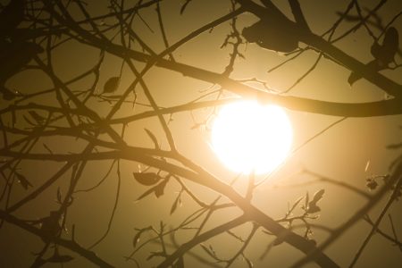 Foto colorida mostra vegetação seca com sol ao fundo - Metrópoles