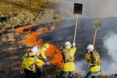 Brigadistas em região de mata atingida por incêndios florestais