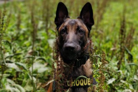 Cães farejadores da PM atuam no combate à criminalidade e ao tráfico de drogas. Aposentado aos 6 anos, Tank foi adotado por cabo - Metrópoles