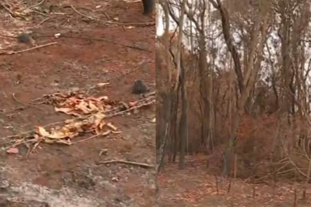 Prejuízo de cafeicultor é estimado em R$ 500 mil. Plantação, que era mantida há 3 anos, ficava em Altinópolis, na região de Ribeirão Preto - Metrópoles