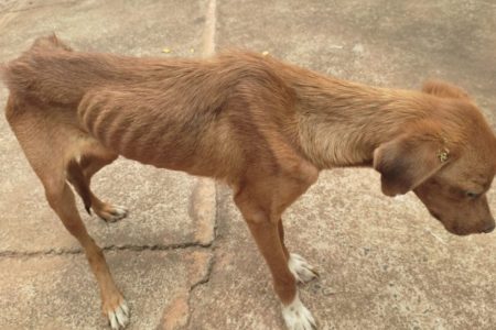 Homem em Presidente Prudente foi autuado em R$ 3 mil reais por maus-tratos. Cachorro apresentava têmporas afundadas e leishimaniose canina - Metrópoles