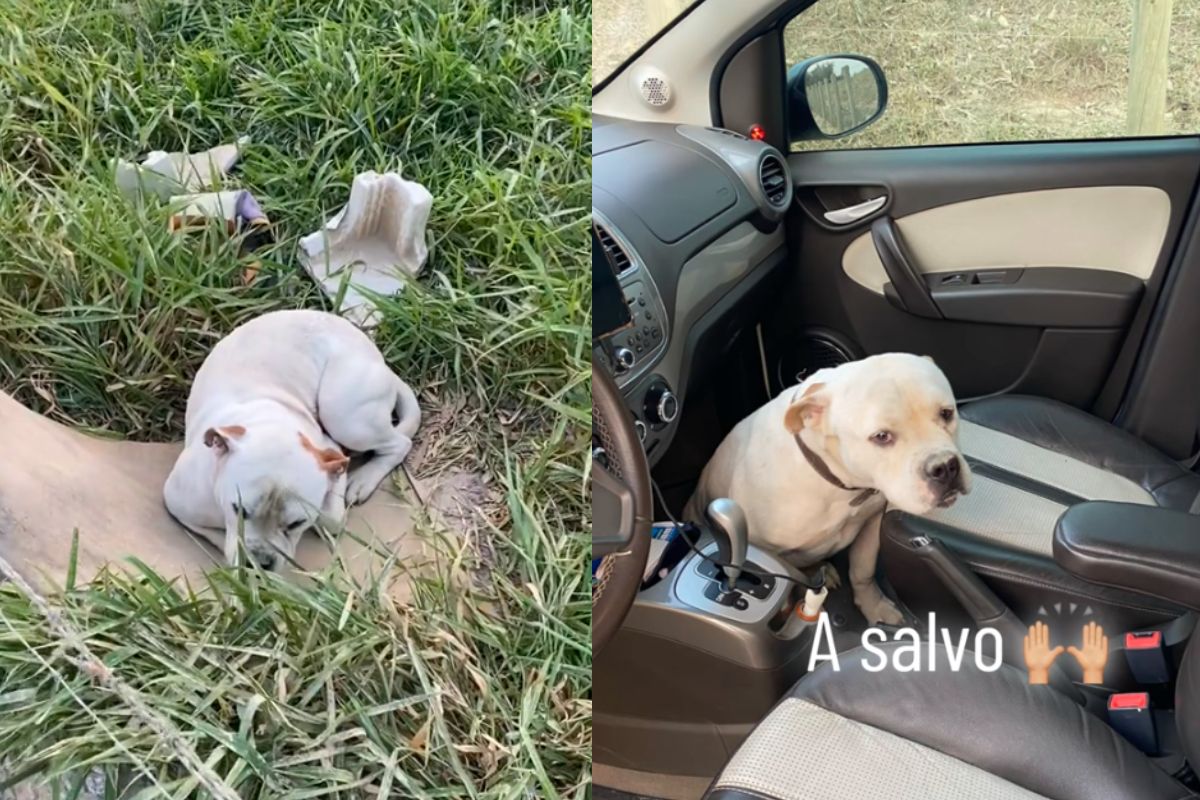 Montagem de duas imagens coloridas do pitbull abadonado, e depois resgatado dentro do carro